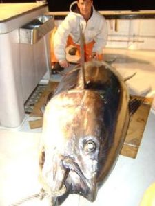 239_first_tuna_on_new_boat_